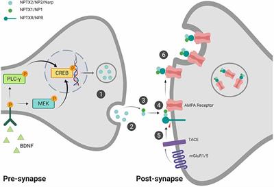 The Role of Neuronal Pentraxin 2 (NP2) in Regulating Glutamatergic Signaling and Neuropathology